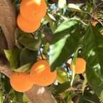 best orange grove redlands california where you can buy the best navel oranges in the Inland Empire