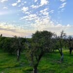 king street orchard redlands redlands citrus groves